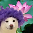 ͷ