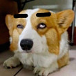 ͷ