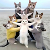 ͷ��
