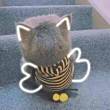 ͷ
