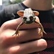 ͷ