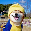 ͷ