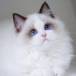 ͷ��