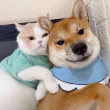 ͷ��