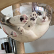 ͷ