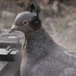 ͷ��
