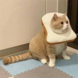 ͷ��