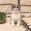 ͷ