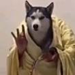 ͷ