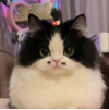 ͷ��