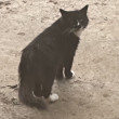 ͷ