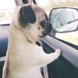 ͷ��