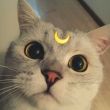 ͷ��