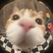 ͷ