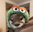 ͷ