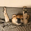 ͷ
