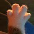 ͷ