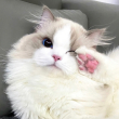 ͷ��