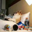ͷ��