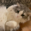 ͷ��