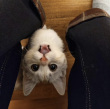 ͷ��