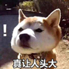 ͷ��