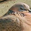 ͷ