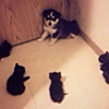 ͷ