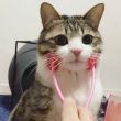 ͷ��