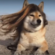 ͷ