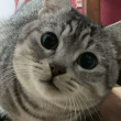 ͷ��