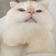 ͷ