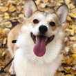 ͷ��