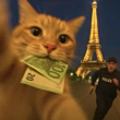 ͷ