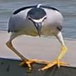 ͷ