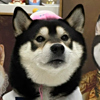 ͷ