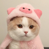 ͷ��