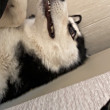 ͷ