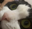 ͷ