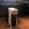 ͷ