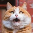 ͷ��