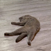 ͷ