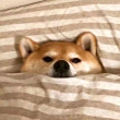 ͷ