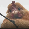 ͷ��