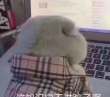 ͷ��