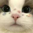 ͷ��