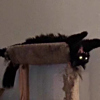 ͷ