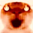 ͷ��