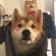 ͷ��