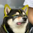 ͷ